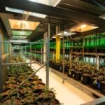 A greenhouse facility filled with long rows of potted cannabis plants placed on metal shelves under heat lamps.