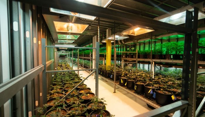 A greenhouse facility filled with long rows of potted cannabis plants placed on metal shelves under heat lamps.
