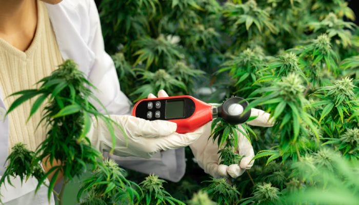 A close-up of a person wearing gloves and holding a small red device to examine the bud on a cannabis plant.