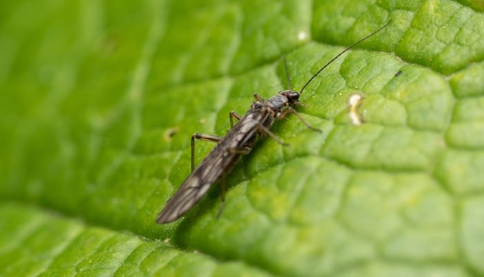 A brown adult thrip insect sitting on a light-green leaf with its wings tucked against its body.