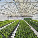 Long rows of cannabis plants growing in large black pots on the floor of an unattended greenhouse room.