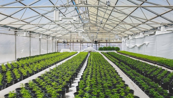 Long rows of cannabis plants growing in large black pots on the floor of an unattended greenhouse room.