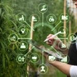 A chart showing business and farming icons transposed over a person holding a tablet and pen near cannabis plants.