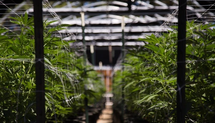 A cannabis cultivation warehouse building that's full of grown cannabis plants, split into two rows.
