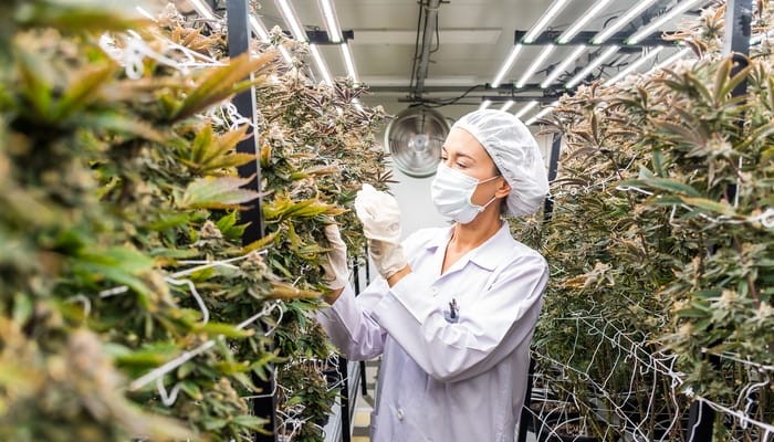 A scientist examines cannabis plants under LED lights in a marijuana production indoor farm focused on cultivation.