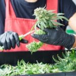 A worker wearing a red apron and black rubber gloves trims cannabis plants with scissors over a tray.