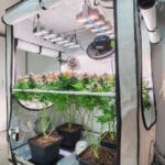 An indoor cannabis growing tent with a plastic enclosure and a lighting setup hanging at the top. There are four tall trees.