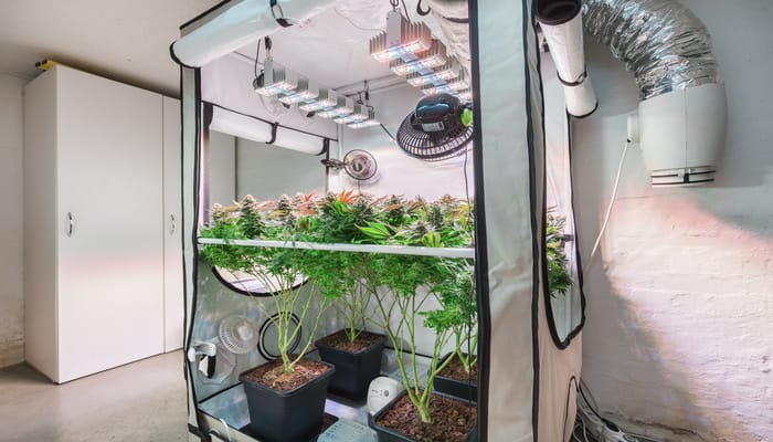 An indoor cannabis growing tent with a plastic enclosure and a lighting setup hanging at the top. There are four tall trees.