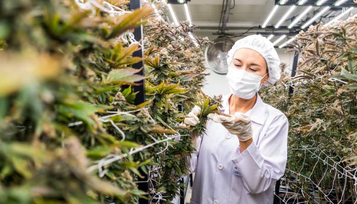 A female scientist holds a cannabis plant while standing inside a vertical cannabis growing facility.