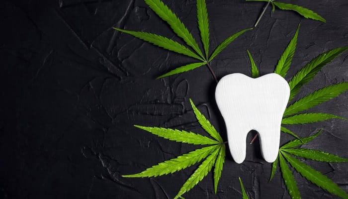 A white wooden cutout of a human tooth surrounded by cannabis leaves against a textured black background.