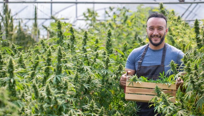 A young bearded man wearing a blue T-shirt and apron is holding a wooden box while standing in a row of cannabis plants.