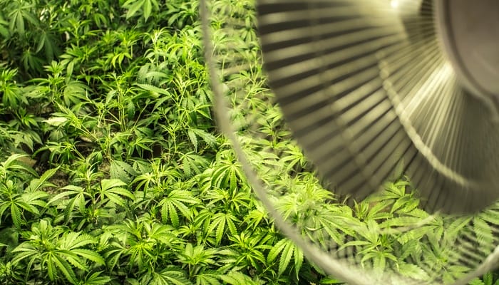 A thriving cannabis garden with multiple plants placed together. There is a silver fan mounted above the cultivation center.