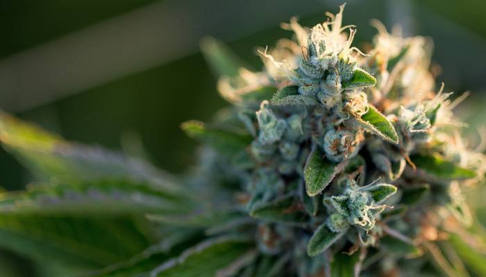 A close-up of the cola of an outdoor cannabis plant. The pistils and trichomes are saturated in a golden light.