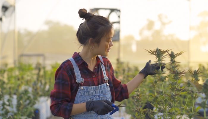 A female cannabis farmer in the field inspecting her plants and buds. She's holding pruning shears in her right hand.