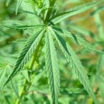 A close-up view shows the five green leaves of a mature cannabis plant. Other plants appear behind it.