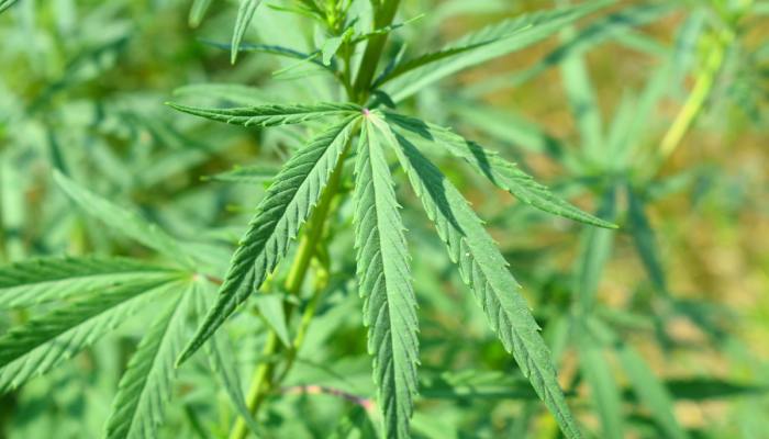 A close-up view shows the five green leaves of a mature cannabis plant. Other plants appear behind it.