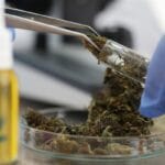 A chemist wearing gloves pulls marijuana with tongs from a tube, as a blurred yellow bottle sits in the foreground.