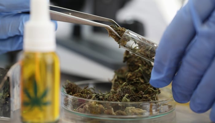 A chemist wearing gloves pulls marijuana with tongs from a tube, as a blurred yellow bottle sits in the foreground.