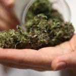 A close-up shows a hand that contains a palmful of cannabis buds spilling from a clear container that the other hand is tipping.
