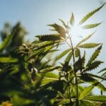 A close-up view shows a growing, green cannabis plant surrounded by other cannabis plants. The sun shines through the leaves.