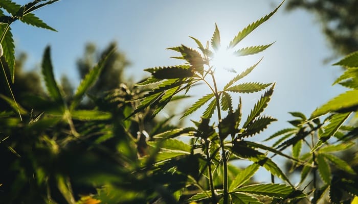 A close-up view shows a growing, green cannabis plant surrounded by other cannabis plants. The sun shines through the leaves.