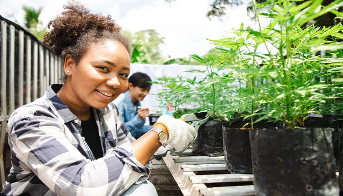 A young woman wearing a plaid shirt is using pruning shears to trim a small cannabis plant that is in a black pot.
