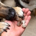 A close-up of a man's hand holding dog treats. A German Shepherd's paws are on the man's hands while eating the treats.