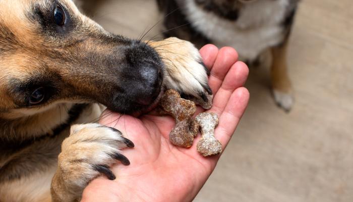 A close-up of a man's hand holding dog treats. A German Shepherd's paws are on the man's hands while eating the treats.