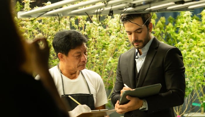 A close-up showing two men writing on clipboards in front of a long row of large, green cannabis plants.