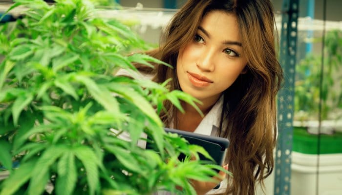 A long-haired young woman leaning over to examine a large cannabis plant inside an indoor grow room.