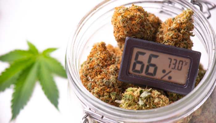 Cannabis buds and a humidity gauge inside of a clear glass jar that reads 66 percent and 73.0 degrees Fahrenheit.