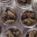 An aerial view of several glass containers full of cannabis buds as part of the curing and drying process.