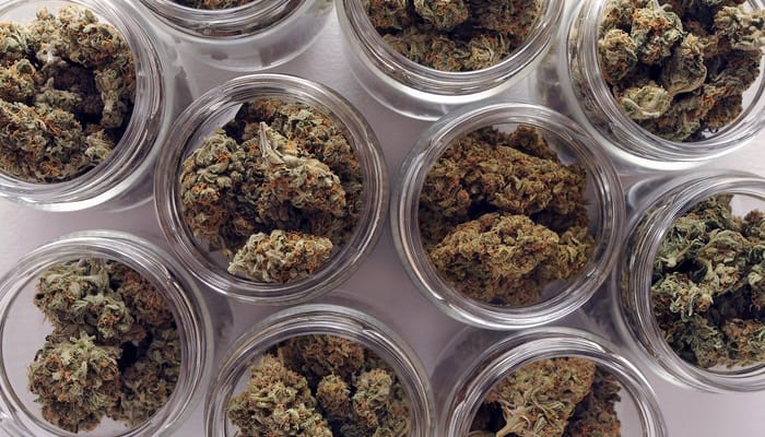 An aerial view of several glass containers full of cannabis buds as part of the curing and drying process.