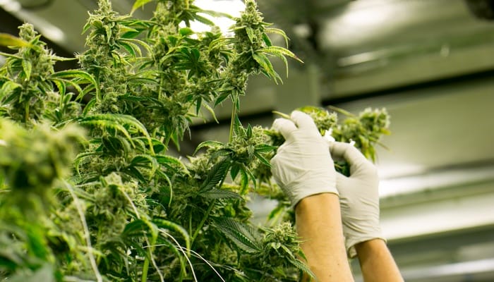 Two hands wearing white, latex gloves harvest cannabis from marijuana plants in an indoor facility.