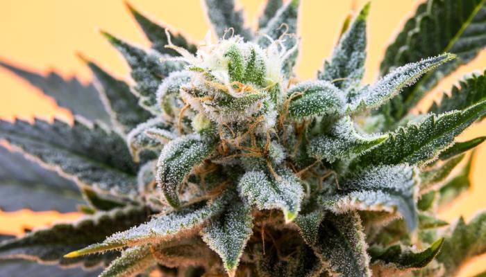 A green cannabis flower with dark, spikey leaves surrounding it. The flower has a white, dusty coating.