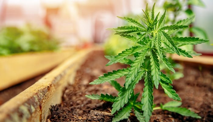 A close-up of a cannabis sprout, growing strong, in a large planter full of other cannabis plants.