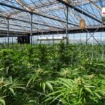 A sprawling field of cannabis plants growing inside a well-lit greenhouse with irrigation systems hanging from the ceiling.