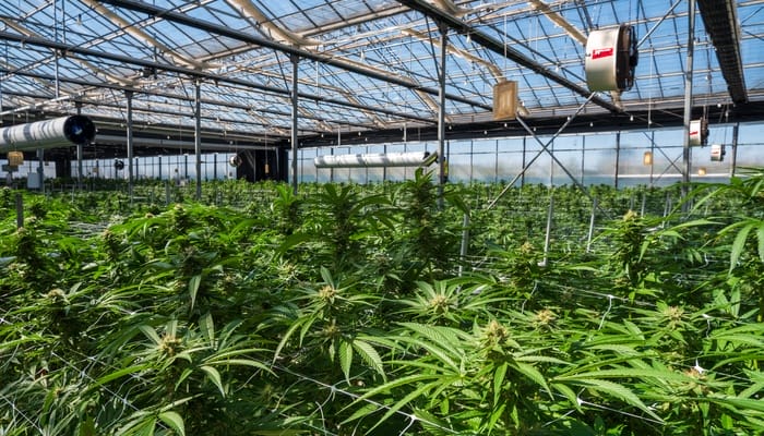 A sprawling field of cannabis plants growing inside a well-lit greenhouse with irrigation systems hanging from the ceiling.