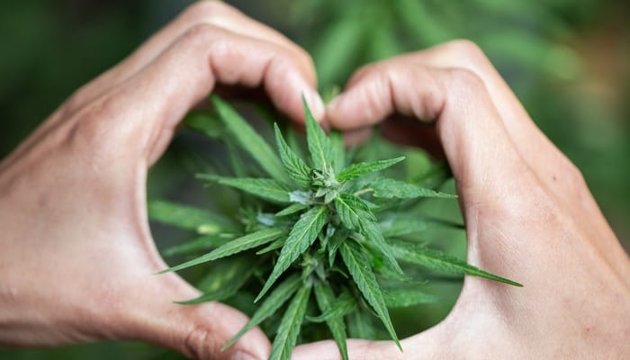 A pair of hands cup a cannabis plant growing inside a greenhouse. They form a heart around the young plant.