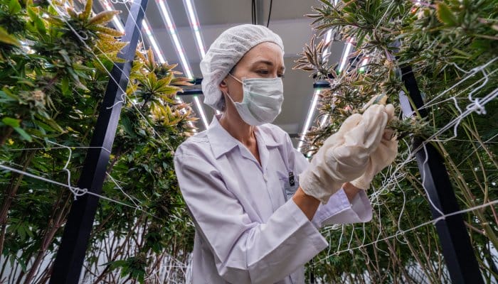 A cannabis grower in the greenhouse in proper PPE. They're inspecting the buds and leaves on plants.