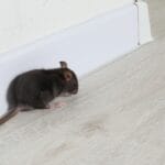 A black rodent with a long tail sits near the white baseboards. The flooring is light grey and the walls are white.