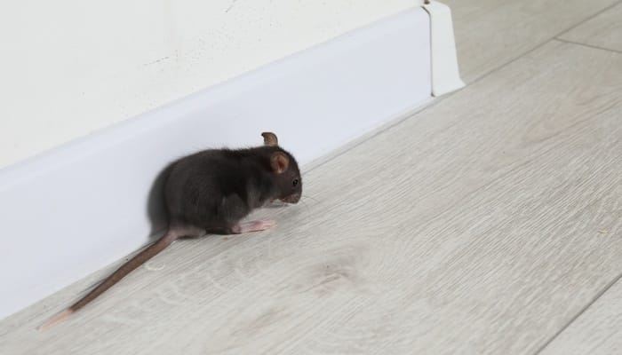 A black rodent with a long tail sits near the white baseboards. The flooring is light grey and the walls are white.