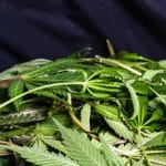 A close-up of a pile of cannabis leaves during a cleanup after harvesting the flowers used for consumption.