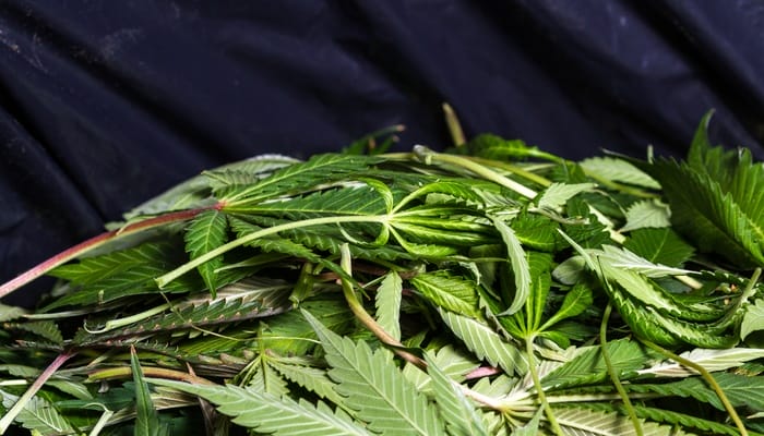 A close-up of a pile of cannabis leaves during a cleanup after harvesting the flowers used for consumption.