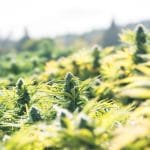 A close-up shows a cluster of growing cannabis plants with large buds ready to be picked. The blue sky shines above them.