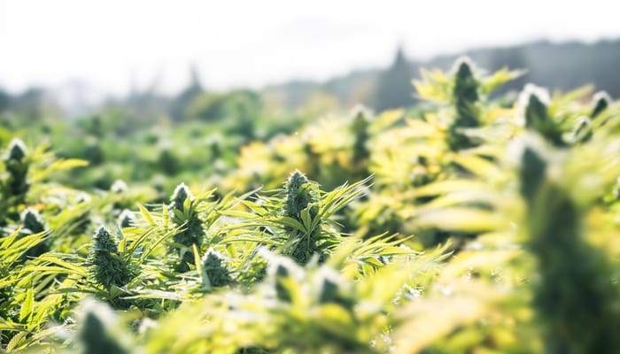 A close-up shows a cluster of growing cannabis plants with large buds ready to be picked. The blue sky shines above them.