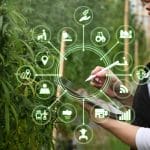 A professional agricultural woman farmer using a tablet computer to analyze cannabis data and visual icons.