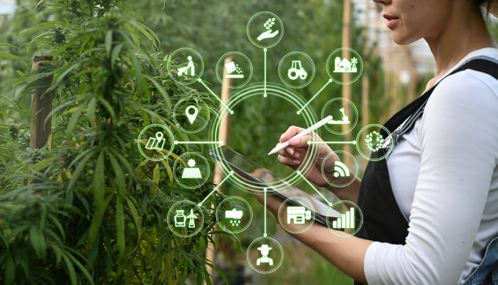 A professional agricultural woman farmer using a tablet computer to analyze cannabis data and visual icons.