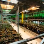 An overview of a cannabis cultivation warehouse that's full of cannabis plants and heavy steel stands.