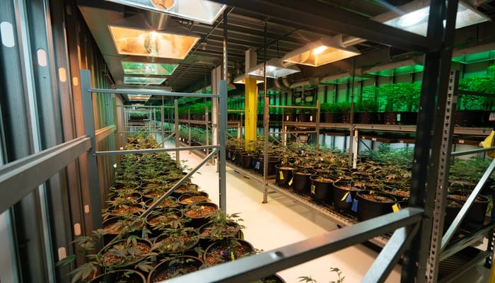 An overview of a cannabis cultivation warehouse that's full of cannabis plants and heavy steel stands.